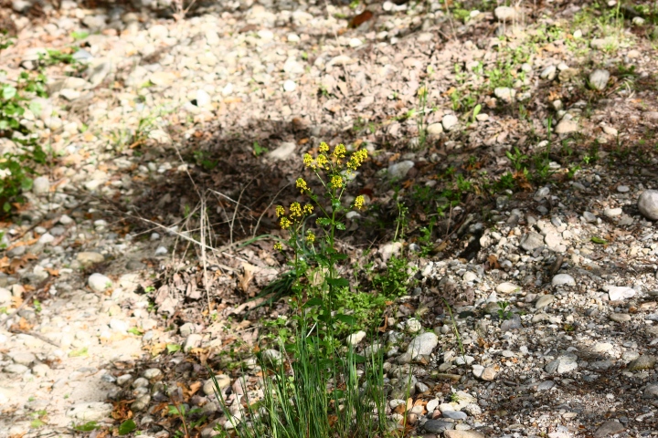 Barbarea vulgaris R. Br.